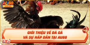 Giới thiệu về đá gà và sự hấp dẫn tại au88