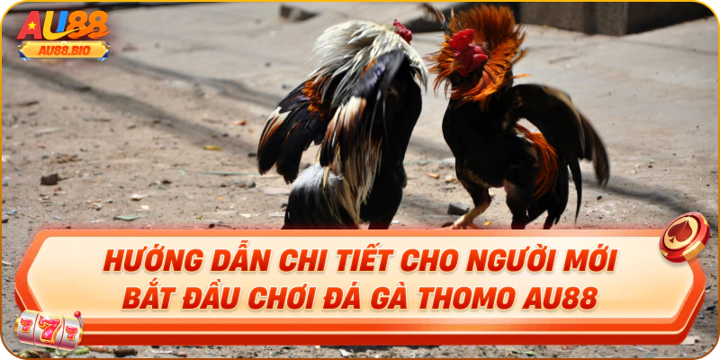 Hướng dẫn chi tiết cho người mới bắt đầu chơi đá gà thomo au88