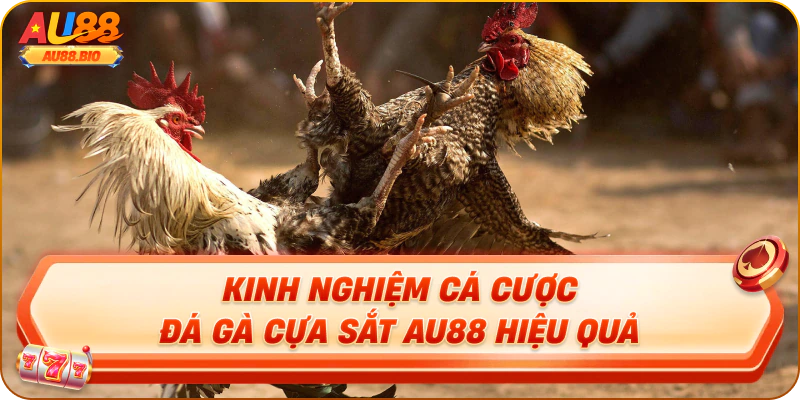 Kinh nghiệm cá cược đá gà cựa sắt au88 hiệu quả