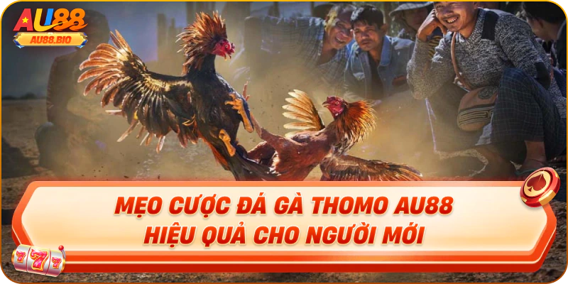 Mẹo cược đá gà thomo au88 hiệu quả cho người mới