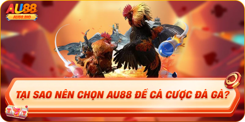 Tại sao nên chọn au88 để cá cược đá gà?